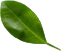 shape